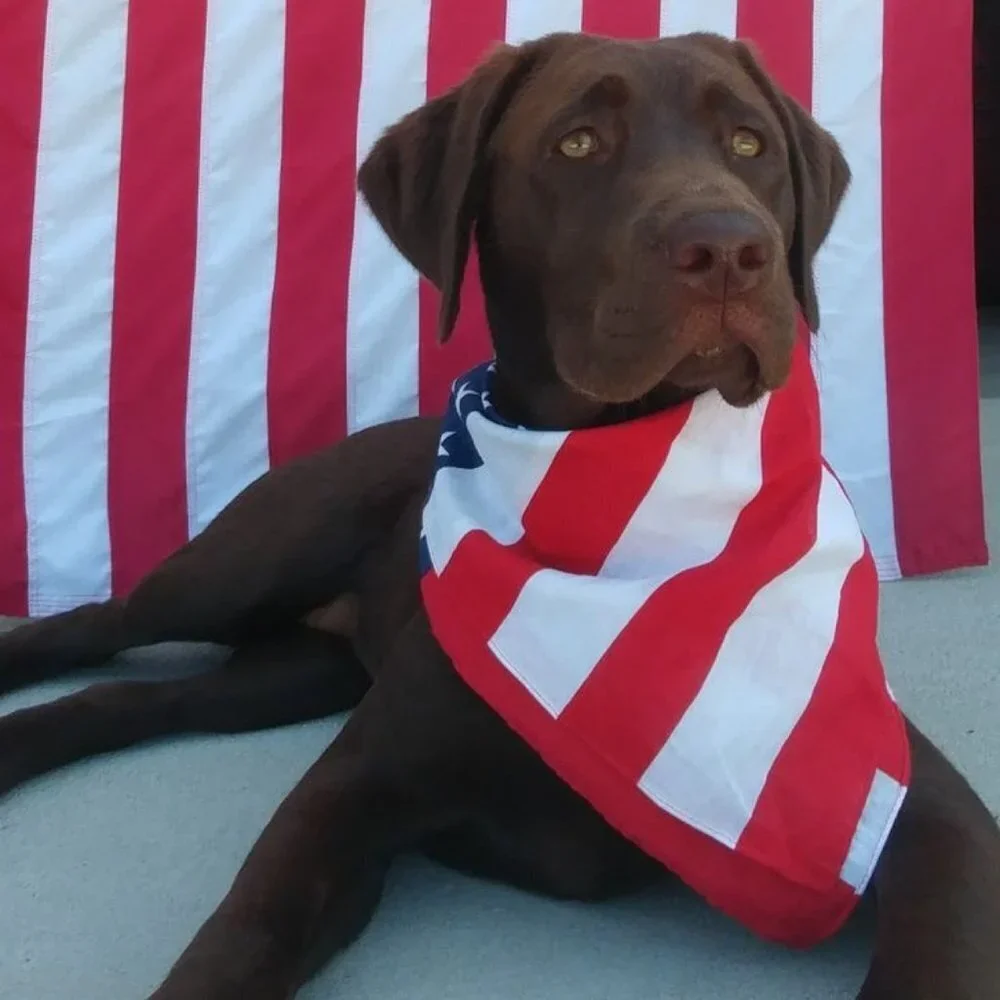 American Flag Red White and Blue Bandana for Pets